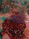 Blue Dragon Nudibranch Underwater 1