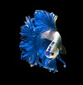 Blue dragon siamese fighting fish, betta fish isolated on black