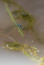 Blue dragonflies hangs on a branch