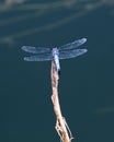 Blue dragonfly Royalty Free Stock Photo