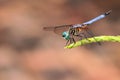 Blue Dragonfly