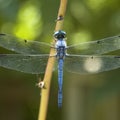 Blue Dragonfly Royalty Free Stock Photo