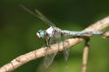 Blue Dragonfly