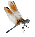 Blue Dragonfly Royalty Free Stock Photo