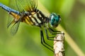 Close up of dragonfly Royalty Free Stock Photo