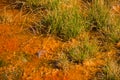 Blue Dragonfly Against Vivid Orange Mineral Pool In Yellowstone National Park Geyser Basin