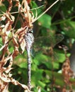 Blue Dragonfly Royalty Free Stock Photo