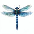 Blue dragonfly beautiful nature