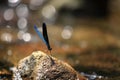 Blue dragonfly Royalty Free Stock Photo