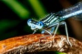 Blue dragonfly with big eyes Royalty Free Stock Photo