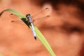 Blue dragonfly on a blade of grass against a tan backdrop
