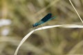 Blue dragonfly on a blade Royalty Free Stock Photo