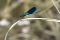 Blue dragonfly on a blade Royalty Free Stock Photo