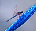 Blue Dragonfly on Blue Rope