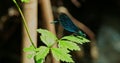 Blue dragonfly bows the tail