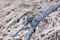 Blue dragonfly Royalty Free Stock Photo