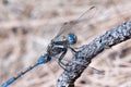 Blue dragonfly Royalty Free Stock Photo
