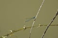 Blue dragonfly on the branch above water