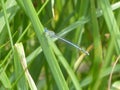 Blue dragonfly on a branch