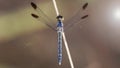 gracious blue dragonfly on a branch, macro photo of this elegant and fragile predator with wide wings and giant faceted eyes