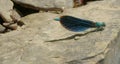 Blue dragonfly, calopteryx virgo
