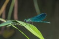 Blue dragonfly Calopteryx virgo sits on a grass