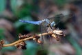 Blue dragonfly clinging to a dried plant