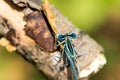 Blue dragonfly close-up Royalty Free Stock Photo