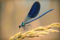 Blue dragonfly close-up on a golden branch of wheat. Royalty Free Stock Photo