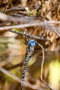 Blue dragonfly close up in nature