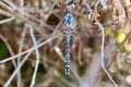 Blue dragonfly close up in nature Royalty Free Stock Photo