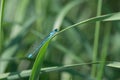 Blue dragonfly closeup on a green blade of grass Royalty Free Stock Photo