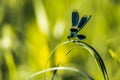 Blue dragonfly closeup macro Royalty Free Stock Photo