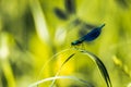 Blue dragonfly closeup macro Royalty Free Stock Photo