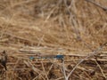 Blue Dragonfly Royalty Free Stock Photo