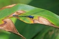 Blue dragonfly, coenagrionidae argia extranea on a green leaf, Nicaragua Royalty Free Stock Photo