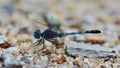 Blue dragonfly (Coenagrionidae) standing on gravel ; selective f Royalty Free Stock Photo