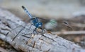 Blue dragonfly (Coenagrionidae) standing on a stick Royalty Free Stock Photo