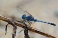Blue dragonfly (Coenagrionidae) standing on a stick ; selective Royalty Free Stock Photo