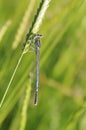 Blue dragonfly on corn head Royalty Free Stock Photo