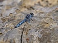 Blue dragonfly or darning needle close up. Royalty Free Stock Photo