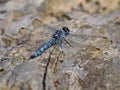 Blue dragonfly or darning needle close up.