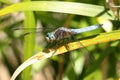 Blue Dragonfly Blue Dasher Pachydiplax longipennis Royalty Free Stock Photo