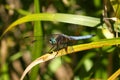 Blue Dragonfly Blue Dasher Pachydiplax longipennis Royalty Free Stock Photo