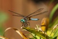 Blue Dragonfly Blue Dasher Pachydiplax longipennis Royalty Free Stock Photo