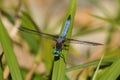 Blue Dragonfly Blue Dasher Pachydiplax longipennis Royalty Free Stock Photo