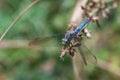 Blue dragonfly clinging to the end of a dried branch