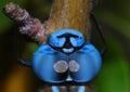 Blue dragonfly eyes Royalty Free Stock Photo