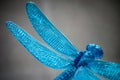 Blue Dragonfly