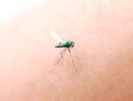 Blue dragonfly on a finger on a white background. Royalty Free Stock Photo